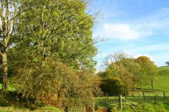 23_Autumn_Leaves_-048