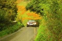 23_Autumn_Leaves_-237